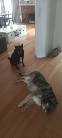 Box Hill South - Photo 5