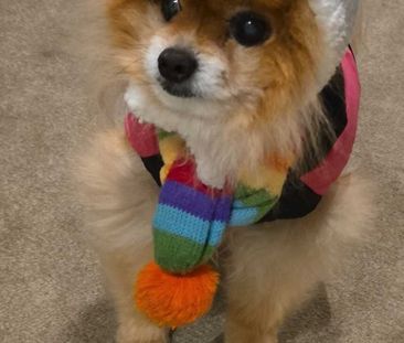 Templestowe Lower - Photo 4