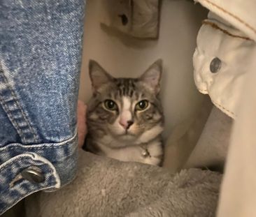 Murrumbeena - Photo 2