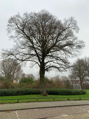 Bovenwoning De Lannoystraat, Vlissingen huren? - Foto 1