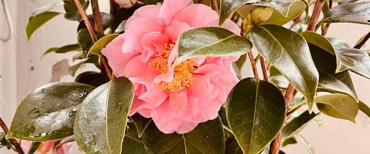 Traumhafte Wohnung in Othmarschen - Foto 1