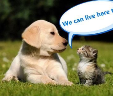 20/1-11 Bridge Street, Wollstonecraft NSW 2065 - Apartment For Rent... - Photo 2