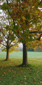 Elevenborgsvägen, Alnarp - Foto 4