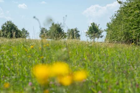 AMALIE - Wohnen in ruhiger Randlage Kronsrode - Foto 4