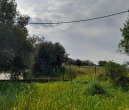 Μονοκατοικία για ενοικίαση - Μεσσήνη, - Photo 4