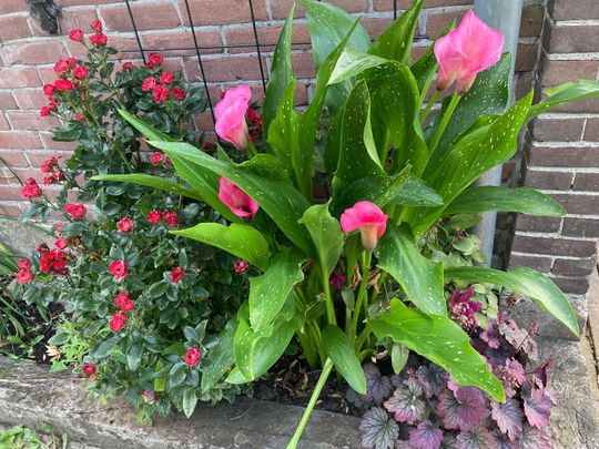 Huis te huur: Monnickenmeer 5 1141 PB Monnickendam - Foto 1