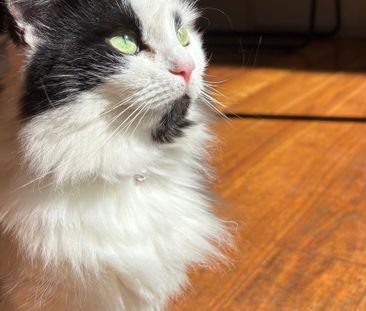 Woolloomooloo - Photo 5