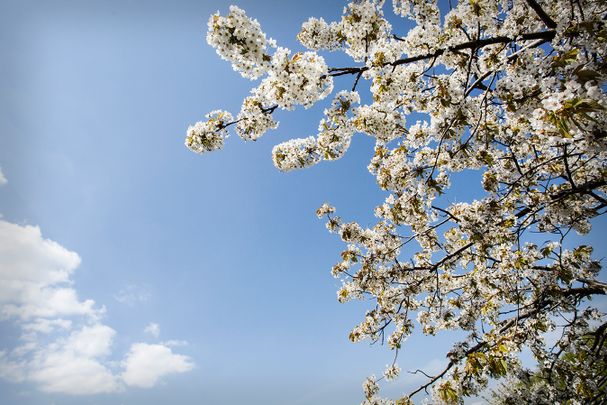 Ängsullsvägen 8 D - Photo 1