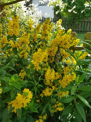 Västergöksvägen, Vällingby - Photo 5