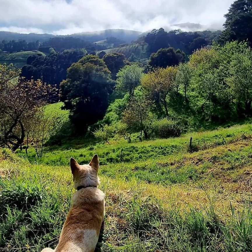 Basket Range - Photo 1