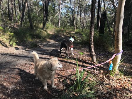 Frenchs Forest - Photo 2