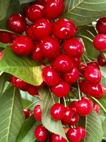 For Lease - 5959 Foxbridge Place Unit# Room #A, Mississauga, Ontario - Photo 3