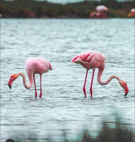 Location Appartement 2 pièces 35m² PALAVAS LES FLOTS 34250 - Photo 2