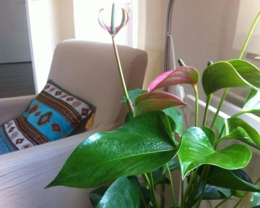 Appartement meublé Ooievaarhof, Utrecht - À louer - Foto 1