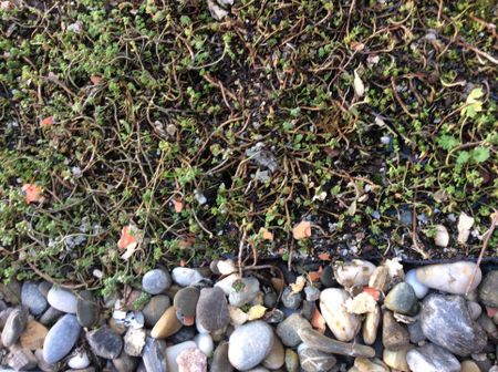 1 huis - 3 studio's in TOPbuurt - Photo 3