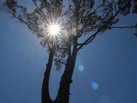 Beauty in the Pines - Photo 2