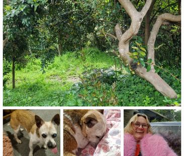 Crafers West - Photo 4