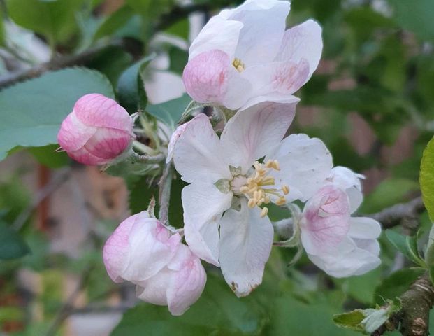 1.Zi.Wohnung/Büro mit kochnische,Wohnen/Schlafen,Bad/WC - Foto 1