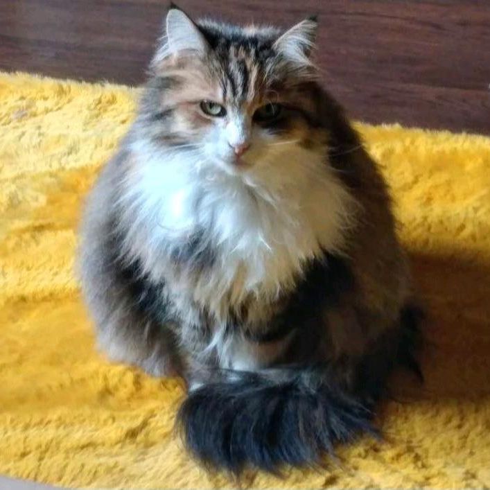 1 Zimmer WG (+Balkon, Küche, Bad, Garten) - Photo 1