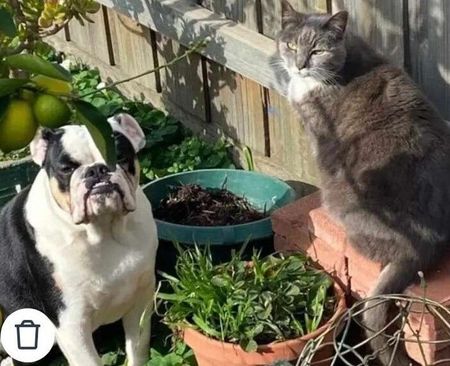 Craigieburn - Photo 5