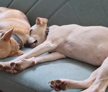 Room in a Shared House, Amesbury Ave, SW2 - Photo 4