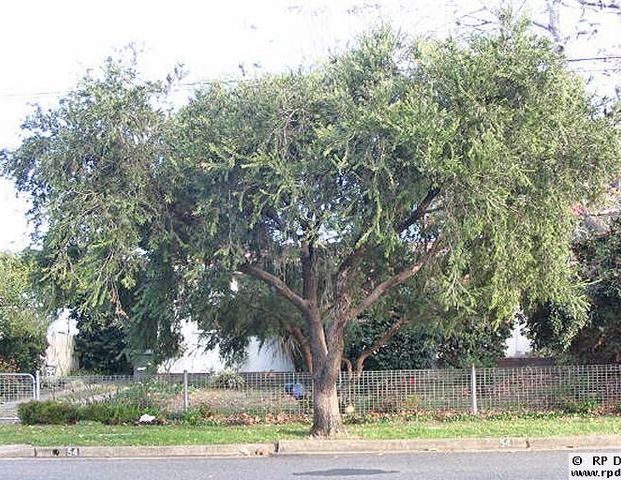 Canley Vale - Photo 1