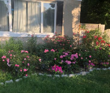 For Lease - 26 Morpeth Road, Brampton, Ontario - Photo 6