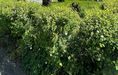 Ponúkame na prenájom prakticky riešený 1-izbový byt nachádzajúci sa vo vyhľadávanej lokalite priamo v centre mesta Malacky. - Fotografia 3