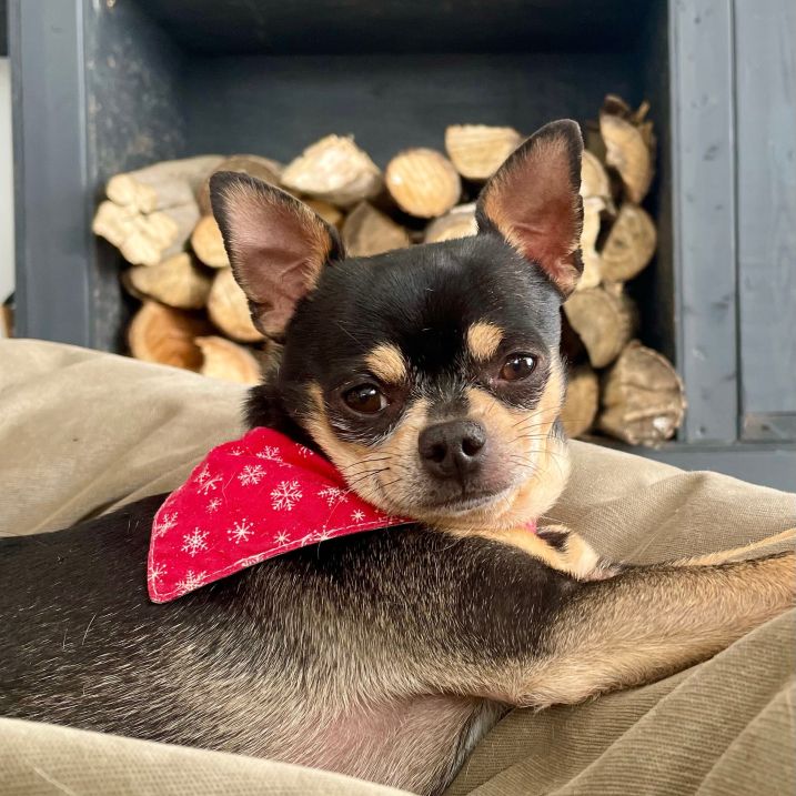 3 ½ à Louer, Animaux Acceptés! - Photo 2