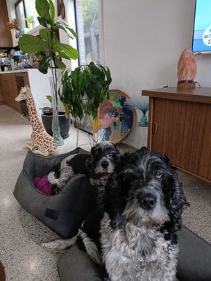 Avondale Heights - Photo 1