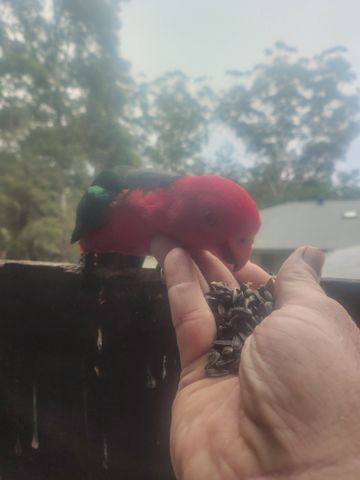 North Avoca - Photo 4