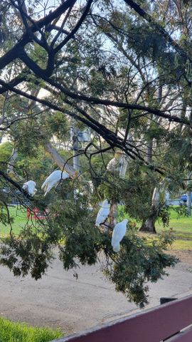 Lower Plenty - Photo 5