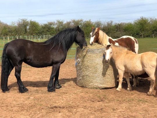 1 bedroom detached house to rent - Photo 1