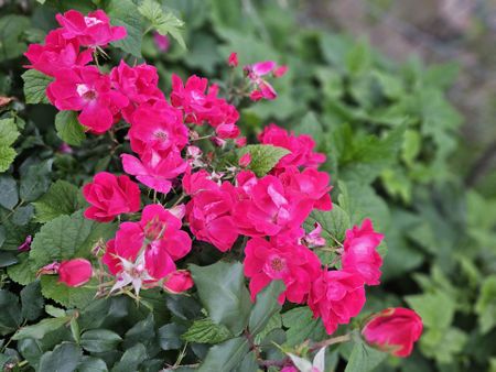 A large and comfortable house in a peaceful street ready to move in - Photo 5