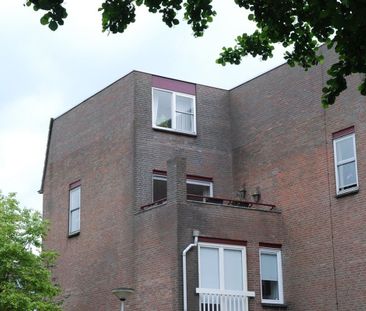 Goudmos 174 - Photo 4