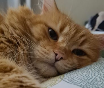 Forest Lodge - Photo 4