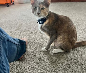 Albany Creek - Photo 6