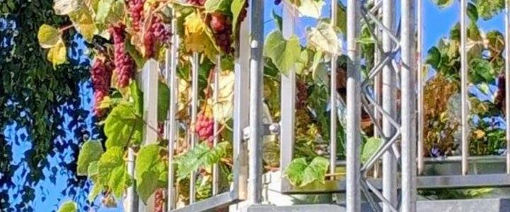 ruhige, schöne Süd-Wohnung,74qm, Balkonterr., - Photo 1