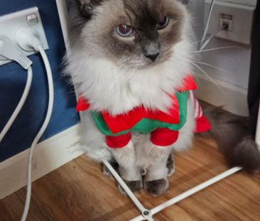 Beverly Hills - Photo 6