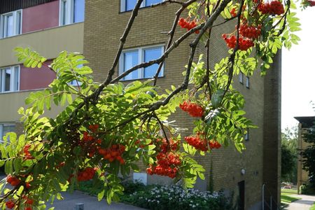 Manskapsgatan 4 C - Photo 3