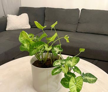 Bridgevägen, Trångsund - Foto 2