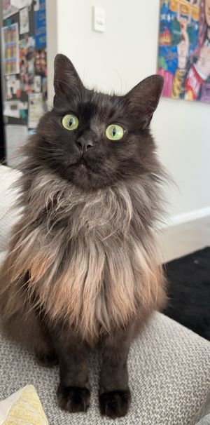 Port Adelaide - Photo 1