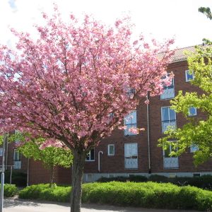 Biskop Turgots gata 3 - Foto 3