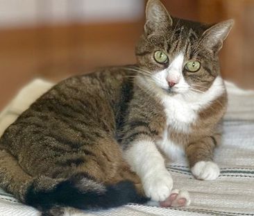 3½ Zimmer-Wohnung in Zürich - Kreis 9 Altstetten, möbliert, auf Zeit - Photo 6