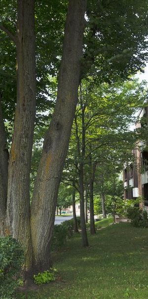 3 1/2 Ste-Foy - Tout inclus - près du cégep Garneau - décembre - Photo 1