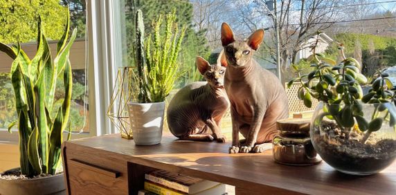 4 ½ à Louer, Animaux Acceptés! - Photo 2