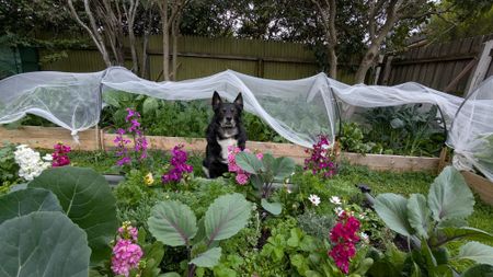 Lower Plenty - Photo 5