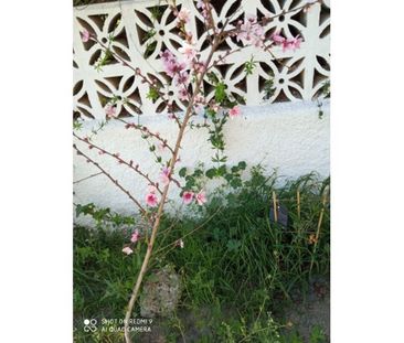 Luxury 4 room Detached House for rent in Rio Real, Marbella, Andalusia - Photo 3