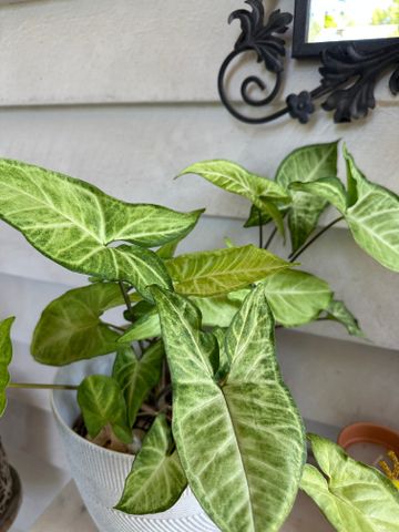 East Ipswich - Photo 4