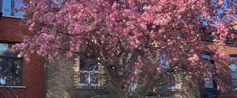 À louer / Appartement - Photo 1